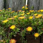 Delosperma WHEELS OF WONDER 'Orange Wonder' - 