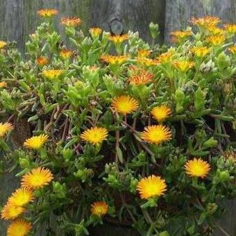 Delosperma WHEELS OF WONDER 'Orange Wonder'