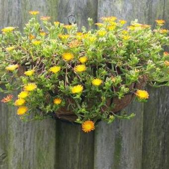 Delosperma WHEELS OF WONDER 'Orange Wonder'