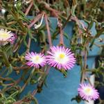 Delosperma WHEELS OF WONDER 'Violet Wonder' - 