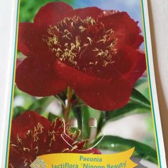 Paeonia lactiflora 'Nippon Beauty'