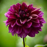 Dahlia 'Thomas A. Edison' - 