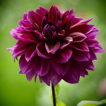 Dahlia 'Thomas A. Edison'