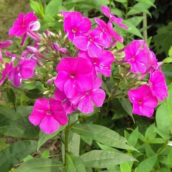 Phlox paniculata 'Purple Paradise'