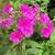 Phlox paniculata 'Purple Paradise'