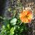 Geum 'Totally Tangerine'