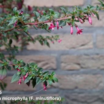 Fuchsia microphylla