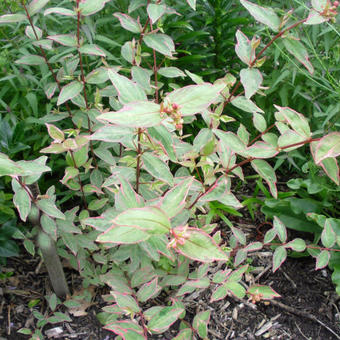 Hypericum moserianum ´Tricolor´