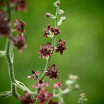 Veratrum schindleri - 