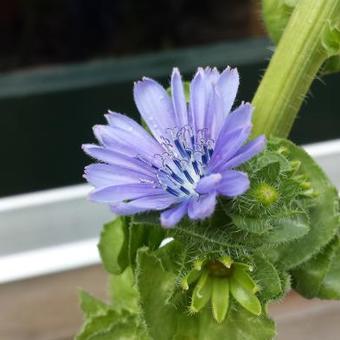 Cichorium latifolium