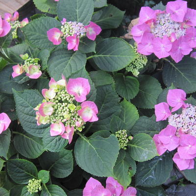 Hydrangea macrophylla 'Taube' - 