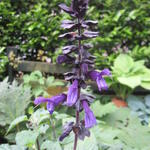 Salvia azurika - 