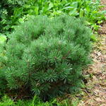 Pinus mugo ‘Mops’ - PIN DE MONTAGNE 'MOPS' , PIN MUGHO 'MOPS' - Pinus mugo ‘Mops’