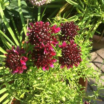 Scabiosa columbaria 'Barocca'