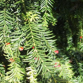 Taxus baccata 'Dovastoniana Aurea'