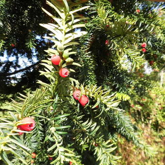 Taxus baccata 'Dovastoniana Aurea'