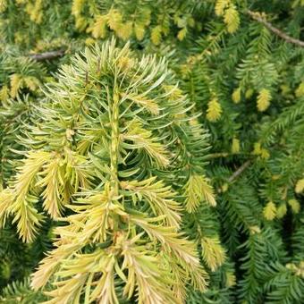 Taxus baccata 'Dovastoniana Aurea'