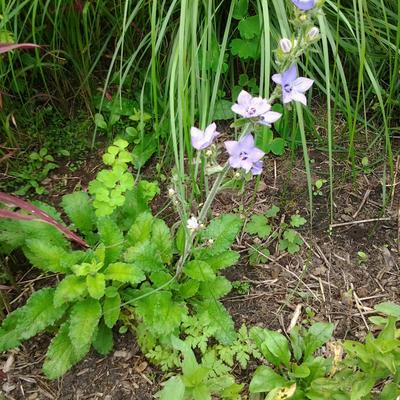 Campanula primulifolia - 