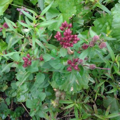 Origanum laevigatum 'Hopley's' - 