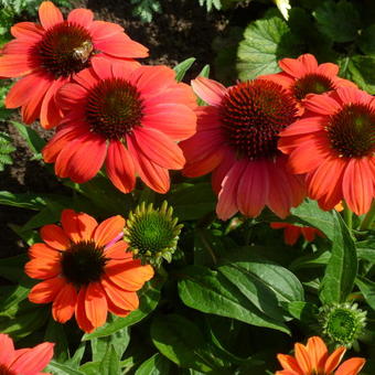 Echinacea purpurea 'SOMBRERO Hot Coral'