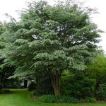 Zelkova serrata 'Variegata'  - 