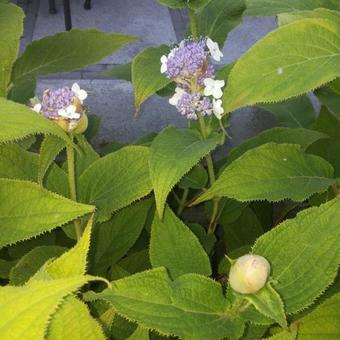 Hydrangea involucrata