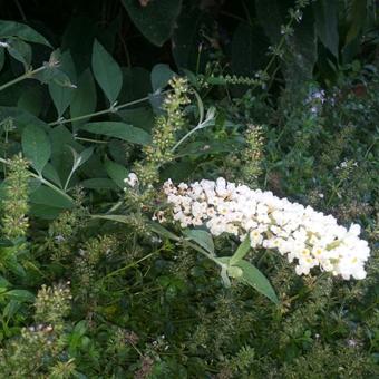 Buddleja davidii 'White Chip'