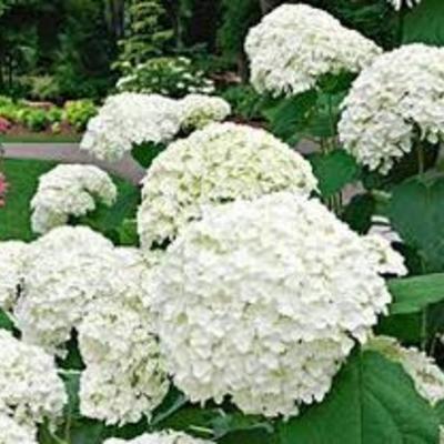 Hydrangea macrophylla 'Caline' - 