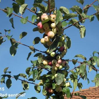 Malus 'Red Sentinel'