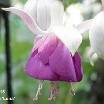 Fuchsia 'Lena'