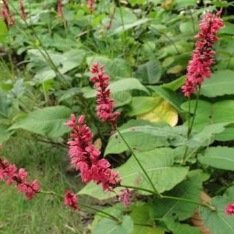 Persicaria amplexicaulis