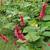 Persicaria amplexicaulis