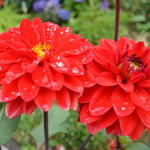 Dahlia 'Heatwave' - 