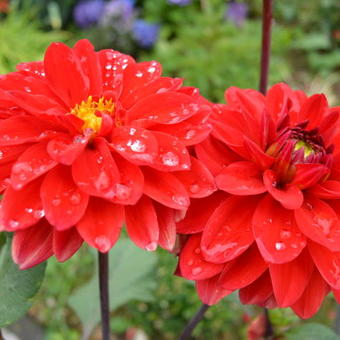 Dahlia 'Heatwave'