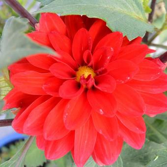 Dahlia 'Heatwave'