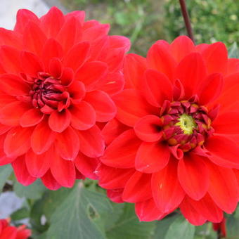 Dahlia 'Heatwave'