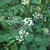 Eupatorium rugosum 'Braunlaub'