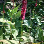 Persicaria amplexicaulis 'JS Calor' - 