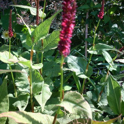 Persicaria amplexicaulis 'JS Calor' - Persicaria amplexicaulis 'JS Calor'