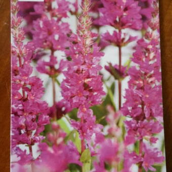 Lythrum salicaria 'Zigeunerblut'