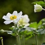 Anemone x hybrida 'Honorine Jobert' - 