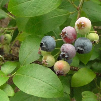 Vaccinium corymbosum - MYRTILLIER , MYRTILLE AMÉRICAINE , MYRTILLE GÉANTE ' - Vaccinium corymbosum