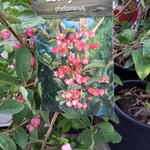 Euonymus phellomanus - 