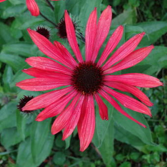 Echinacea 'Solar Flare'