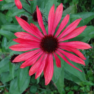 Echinacea 'Solar Flare' - 