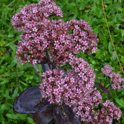 Sedum  'Black Jack' - 