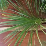 Cordyline  indivisa - Cordyline indivisa