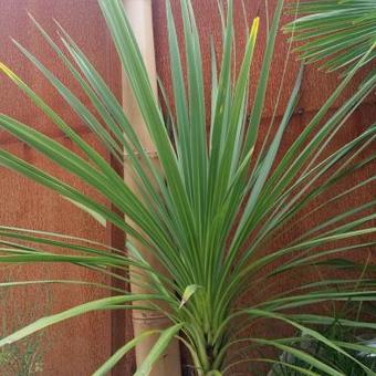 Cordyline  indivisa