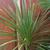 Cordyline  indivisa