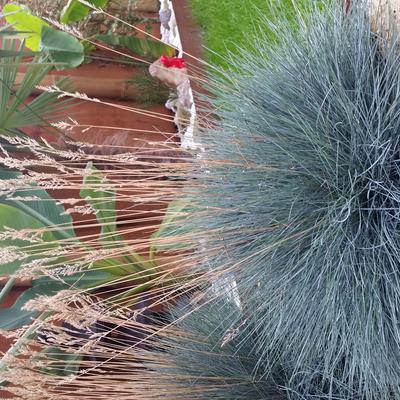 Festuca glauca 'Intense Blue' - 